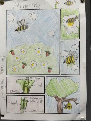3. trinn har jobbet med pollinering, besøkt birøkter  og laget tegneserier